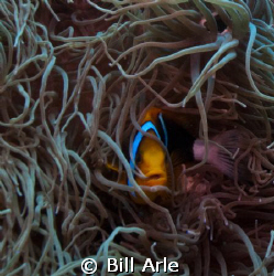 Clownfish.  Canon G-10. by Bill Arle 
